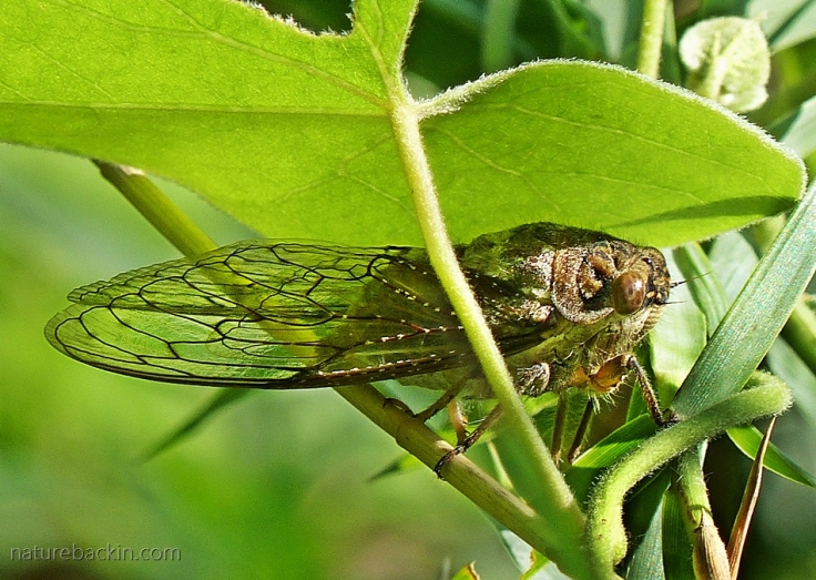 An adult cicada in vegetation on the banks of the Pongola River, Ithala Game Reserve, KwaZulu-Natal