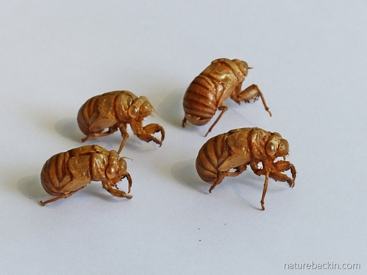 Small group of cicada exoskeletons, abandoned in KwaZulu-Natal, South Africa