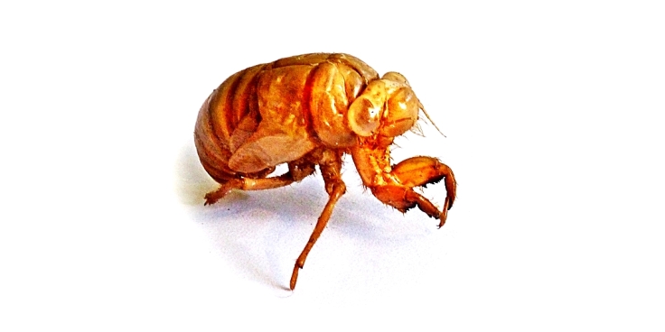 Exoskeleton of a cicada