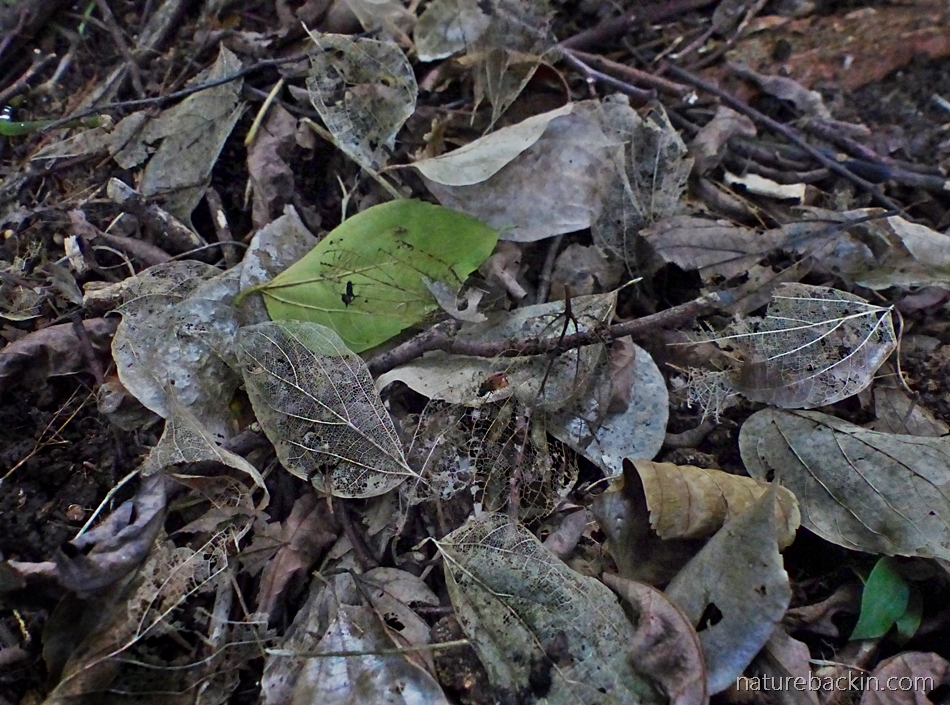 Leaf skeletons in forest-floor leaf litter