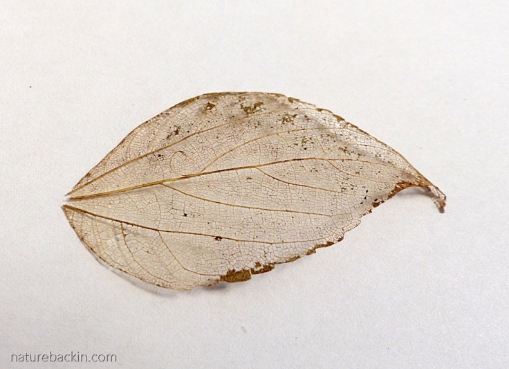 Dry leaf skeleton of White Stinkwood (Celtis Africana)