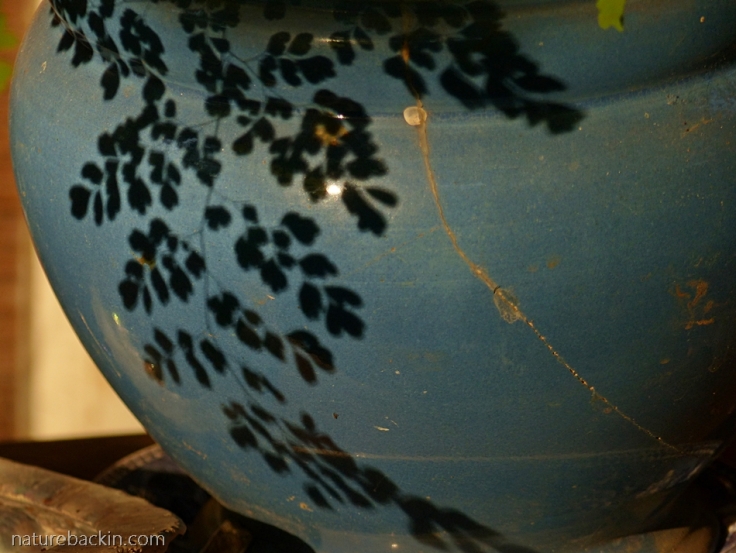 Shadow of fern leaf on porcelain pot