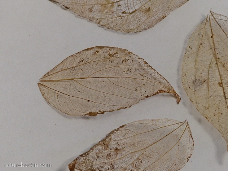 Dry leaf skeletons as inspiration for paisley pattern
