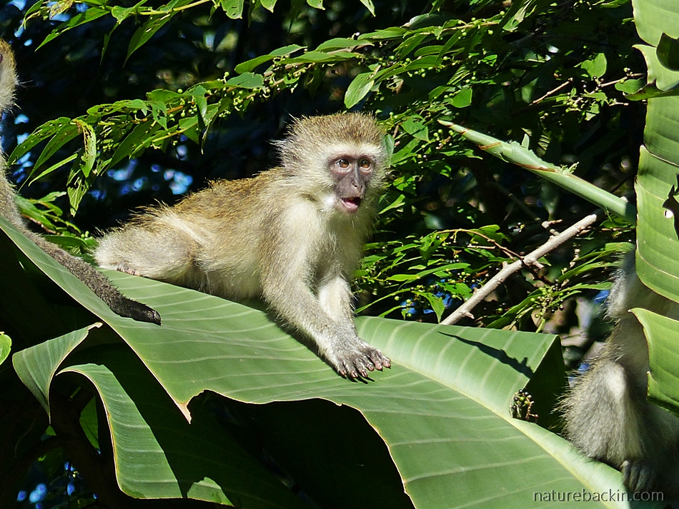 Young Vervet monkey in sunshine in a suburban garden in KwaZulu-Natal