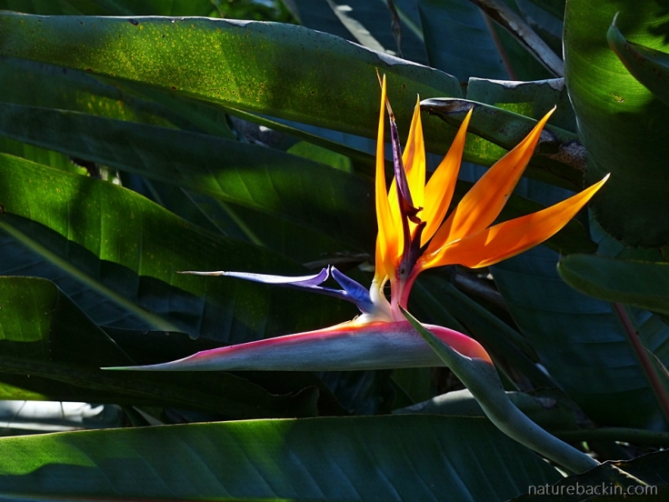 Strelizia-reginae-flower