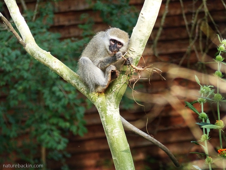 Young Vervet monkey eating dry grass roots, KwaZulu-Natal