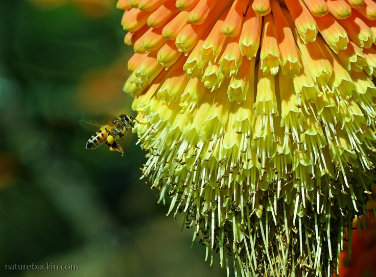 Kniphofia praecox and honey bee