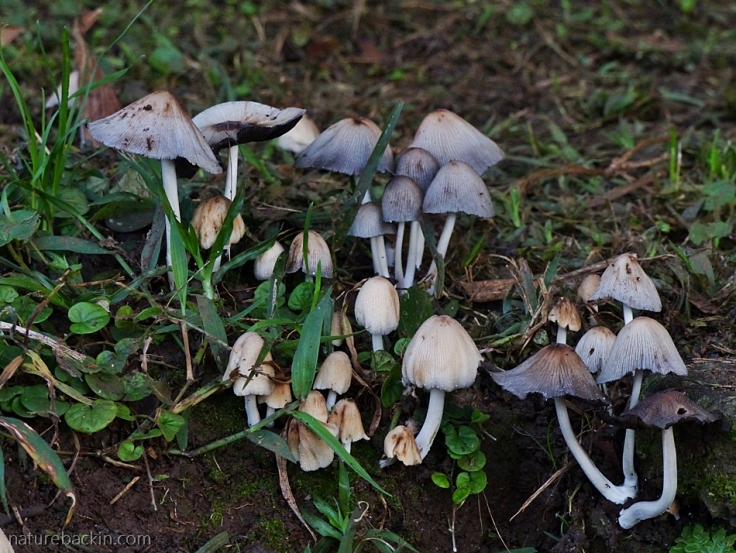 Wild fungi in a garden in South Africa
