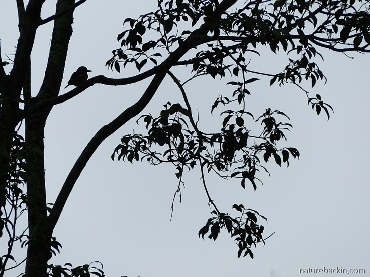 Bird-tree-silhouette