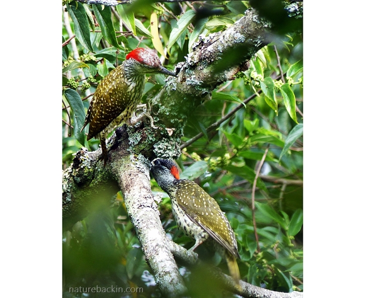 Pair of Golden-tailed Woodpeckers foraging in a tree