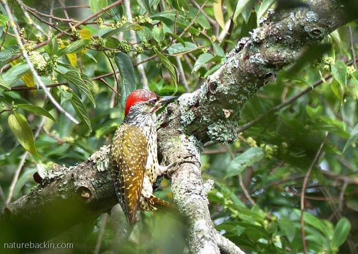 Male Golden-tailed Woodpecker in a garden in KwaZulu-Natal, South Africa