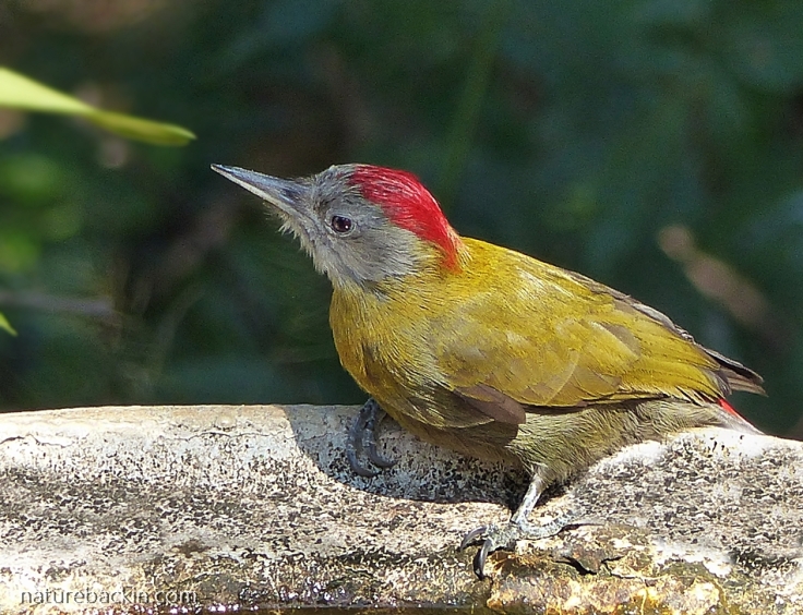 Live Woodpecker at a birdbath in a garden in KwaZulu-Natal
