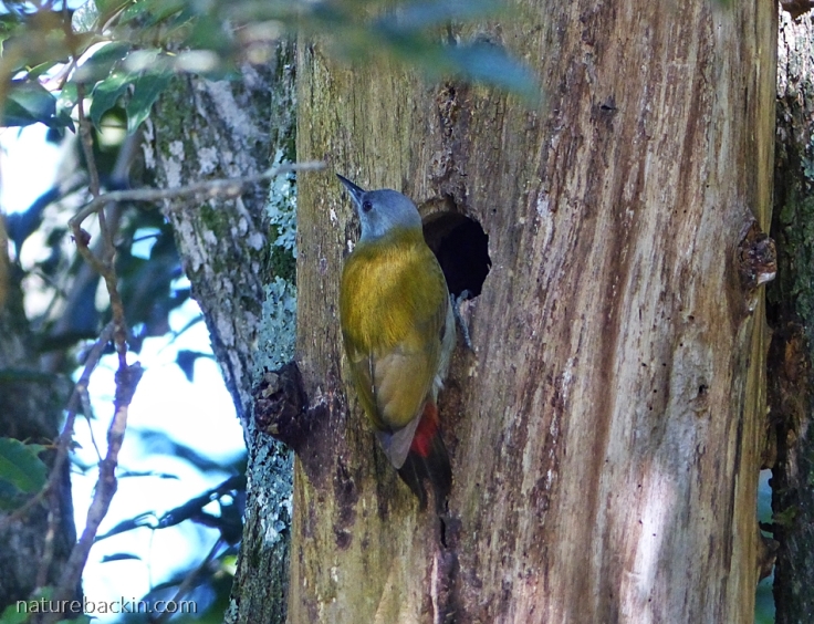 Female Olive Woodpecker at potential roosting or nesting hole