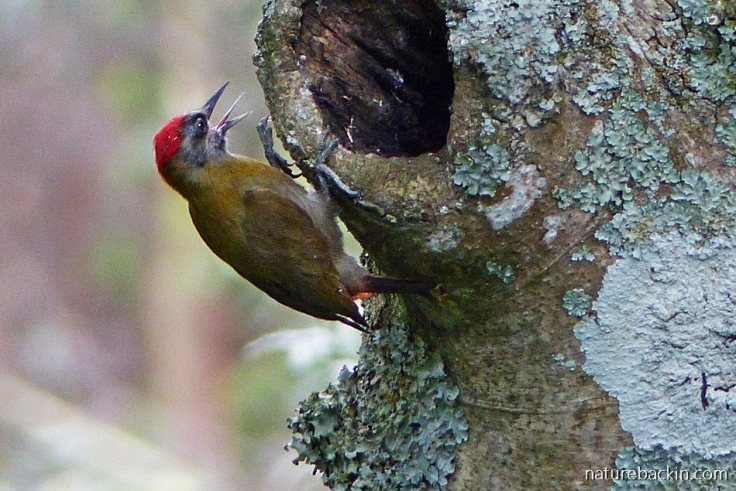 Male Olive Woodpecker with tongue protruded