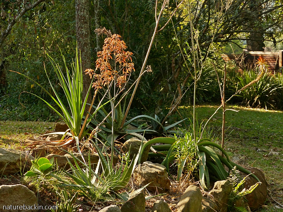 Aloes in South African garden, KwaZulu-Natal