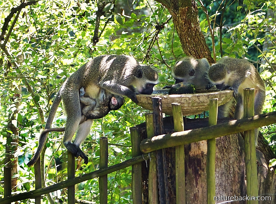 Vervet Monkeys drinking from garden birdbath