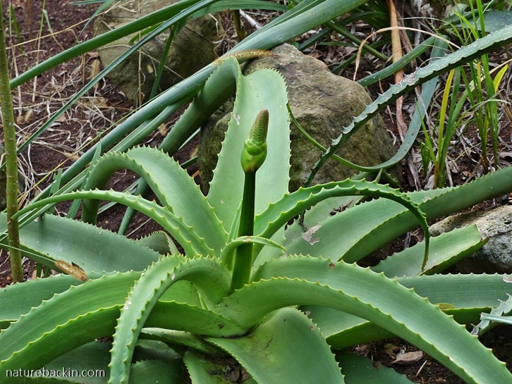 Inflorescence in bud of Aloe vanbalenii, South Africa
