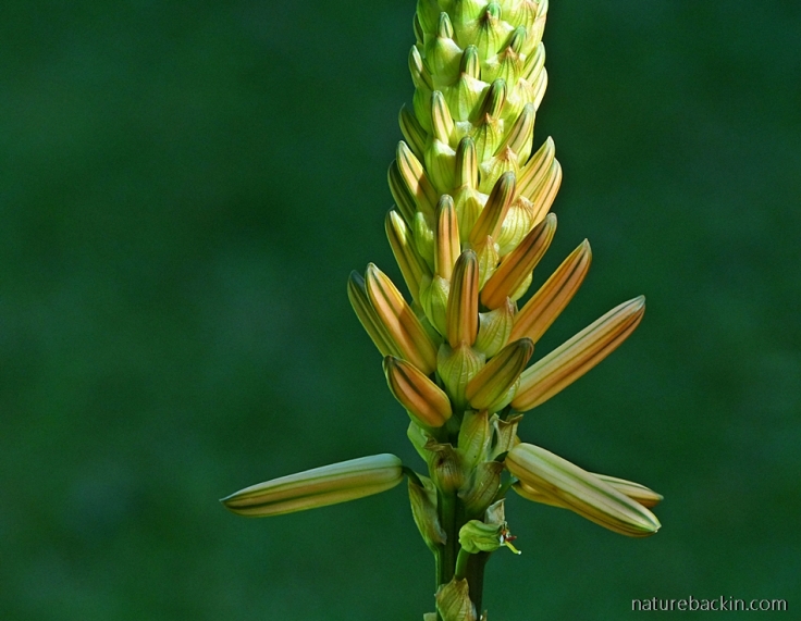 12 Aloe-vanbalenii-flower