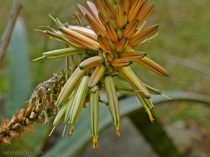 13 Aloe-vanbalenii-flower