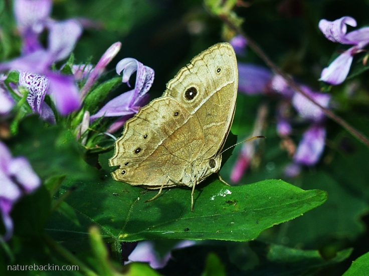 Bush-Brown-butterfly