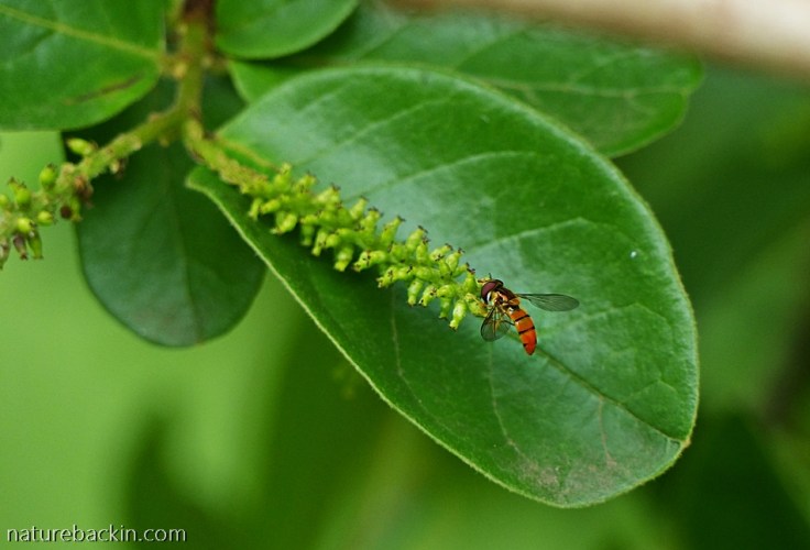 Tassel-Berry-tree-&-hover-fly