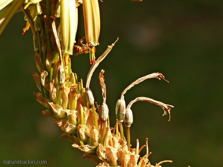 Flowers and seeds of Aloe vanbalenii
