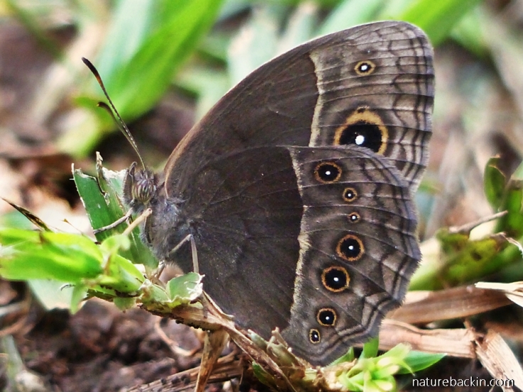 Common-Brown-butterfly