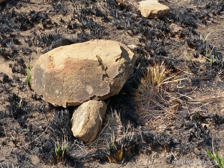Rocks-rolled-by-baboons-Kamberg