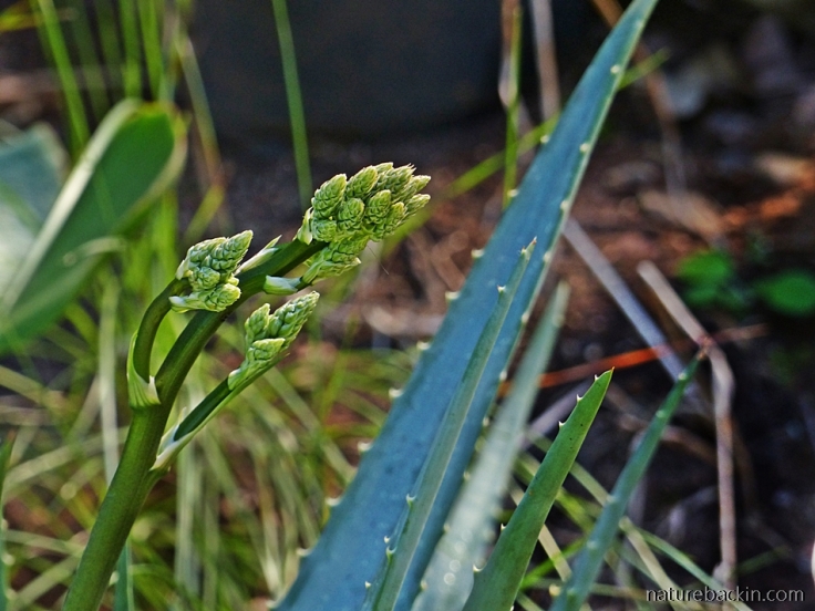 Inflorescence in bud of Aloe chabaudii