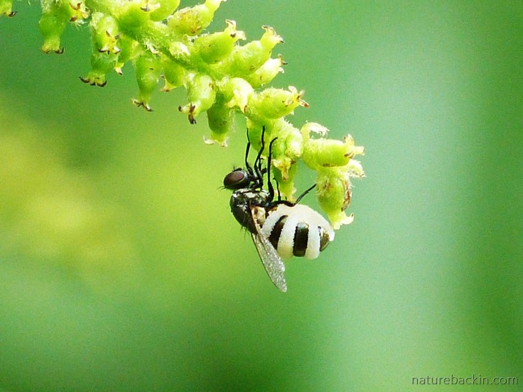 House-fly-and-Tassel-Berry-flower
