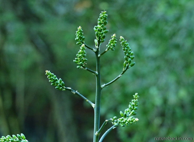 17 Aloe-chabaudii -inflorescence