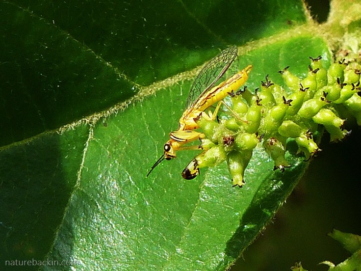 Mantisfly-and-Tassel-Berry-flower