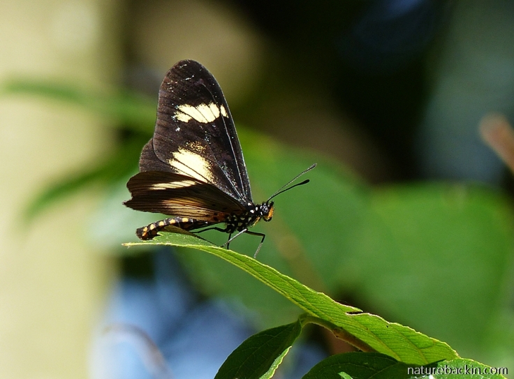 Acraea-Dusky-butterfly