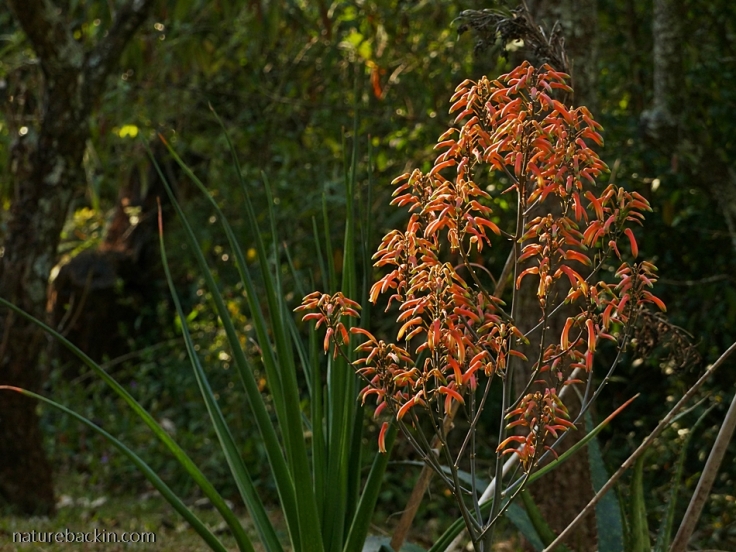 19 Aloe-chabaudii -flowers