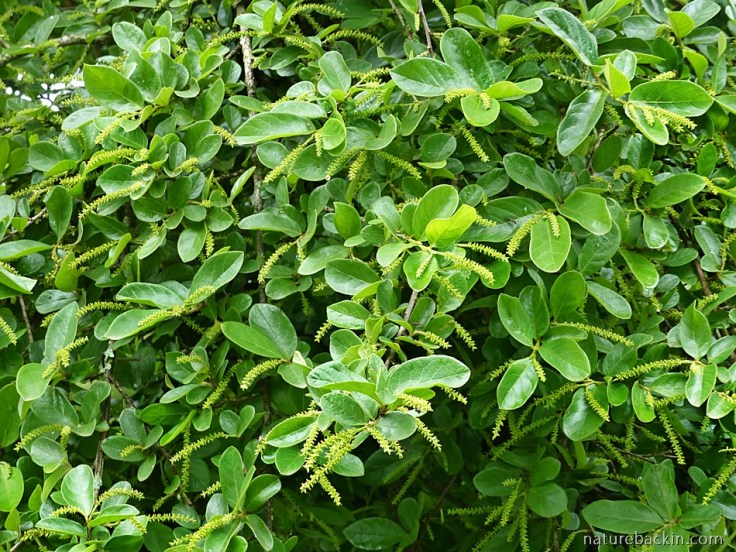 Female flowers of the Tassel Berry tree