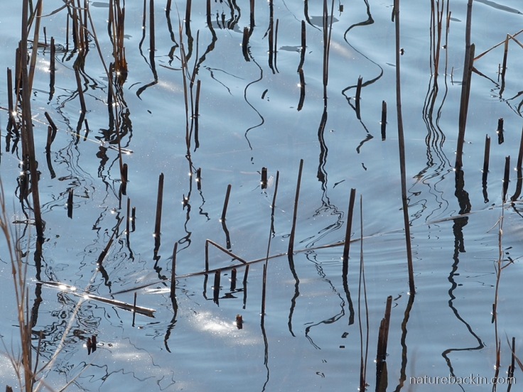 Abstract-photo-reeds-in-water
