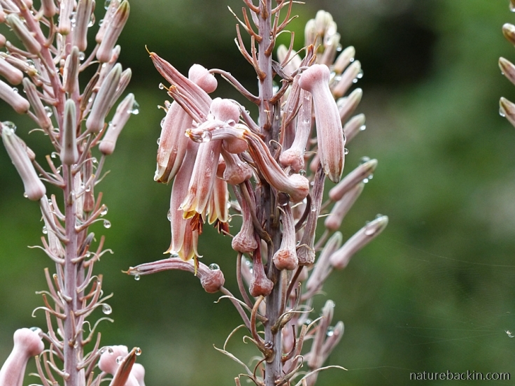 24 Aloe-pruinosa-flowers