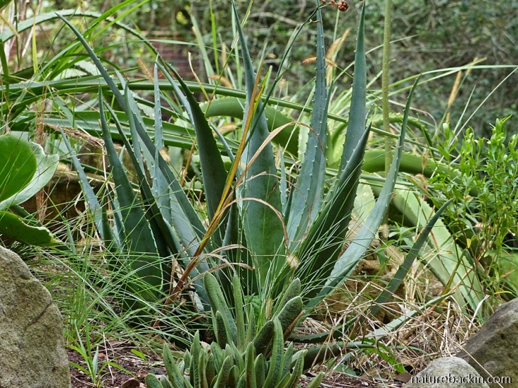 Aloes in a garden in KwaZulu-Natal showing the sculptural form of the leaves