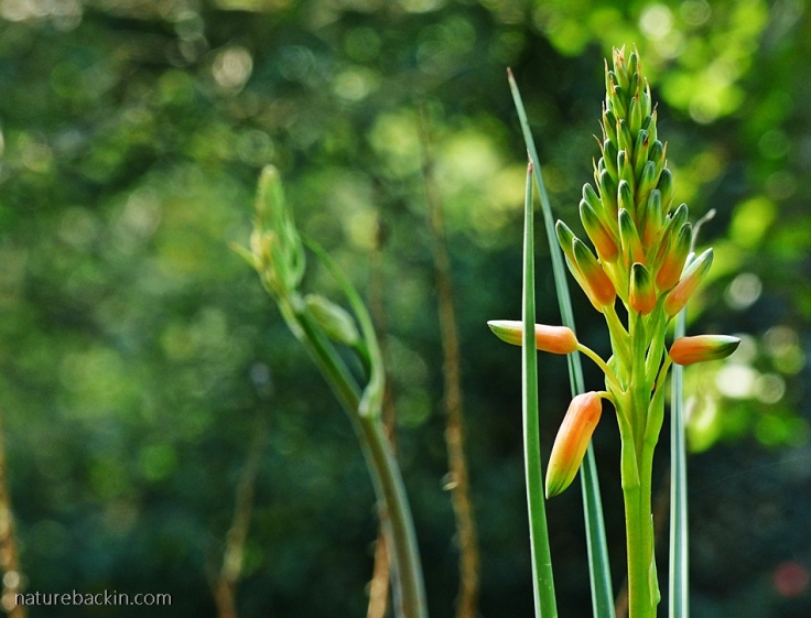 Flower of Aloe cooperi