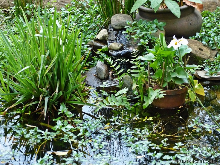 Garden pond, wildlife-friendly garden, South Africa