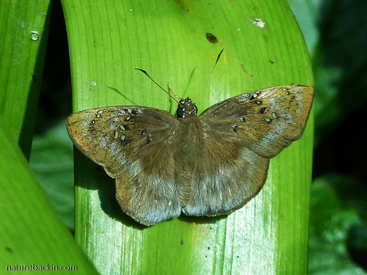 Tagiades-flesus-Clouded-forester-butterfly