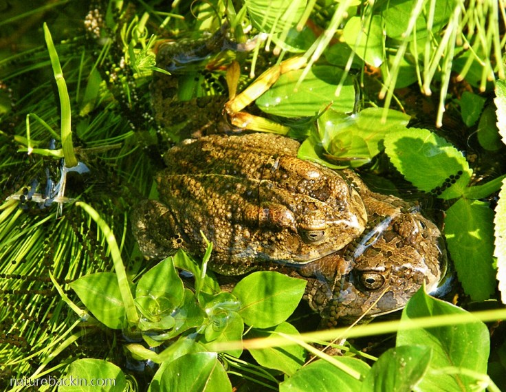 Guttural Toads spawning in garden pond, South Africa
