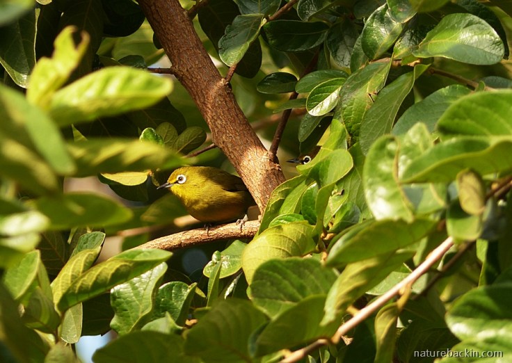 White-eye birds foraging in Tassel Berry tree, KwaZulu-Nata;