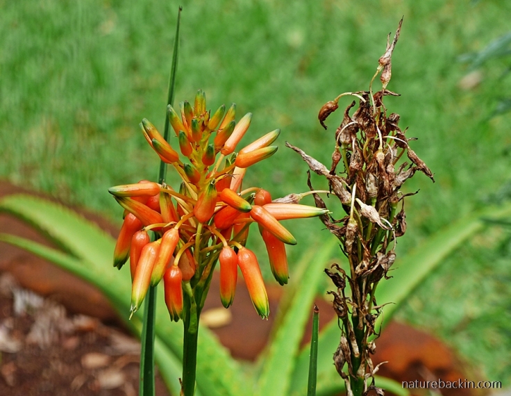 5 Aloe-cooperi-flower-seeds