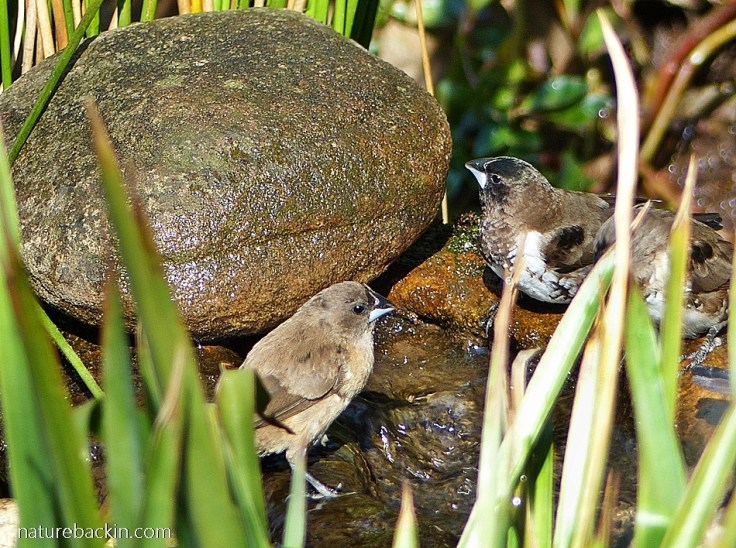 Bronze Mannikins at garden pond, South Africa