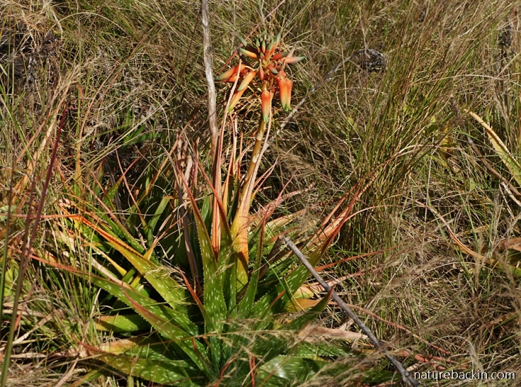 Growing grassland in the Midlands, KwaZulu-Natal, and Aloe Cooperi in flower