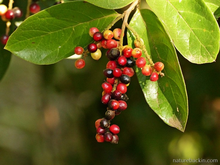 Close-up of ripe berries on a Tassel Berry tree
