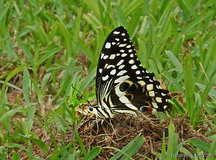 Citrus-Swallowtail-butterfly
