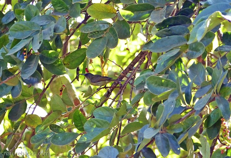 Sunbird in a Tassel Berry tree, KwaZulu-Natal garden
