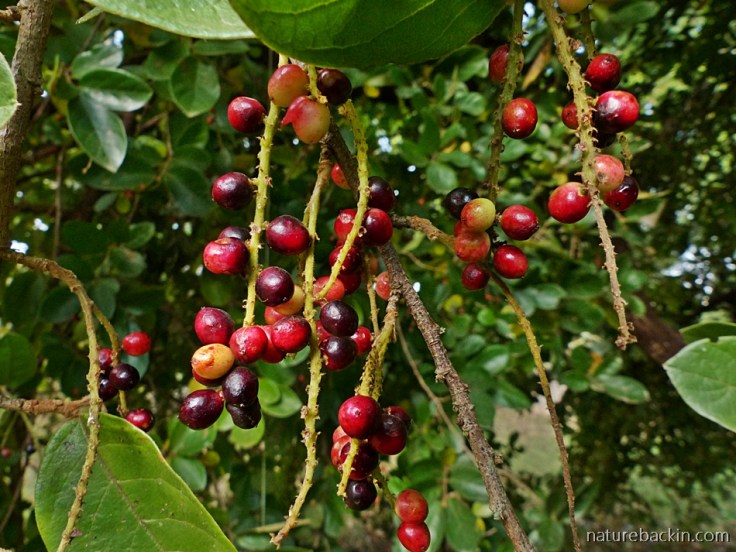 Ripe berries on a Tassel Berry tree